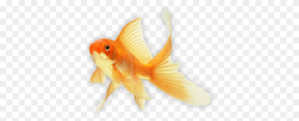 Goldfish, Animal, Fish, Sea Life Png