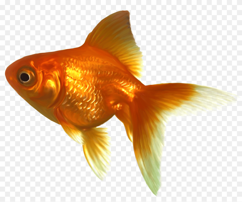 Goldfish, Animal, Fish, Sea Life Png