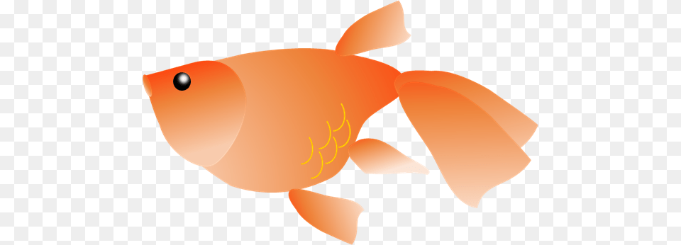 Goldfish, Animal, Fish, Sea Life, Shark Free Png