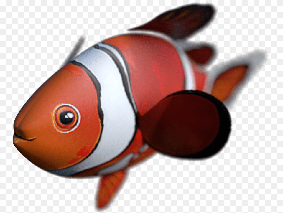 Goldfish, Amphiprion, Animal, Fish, Sea Life Png