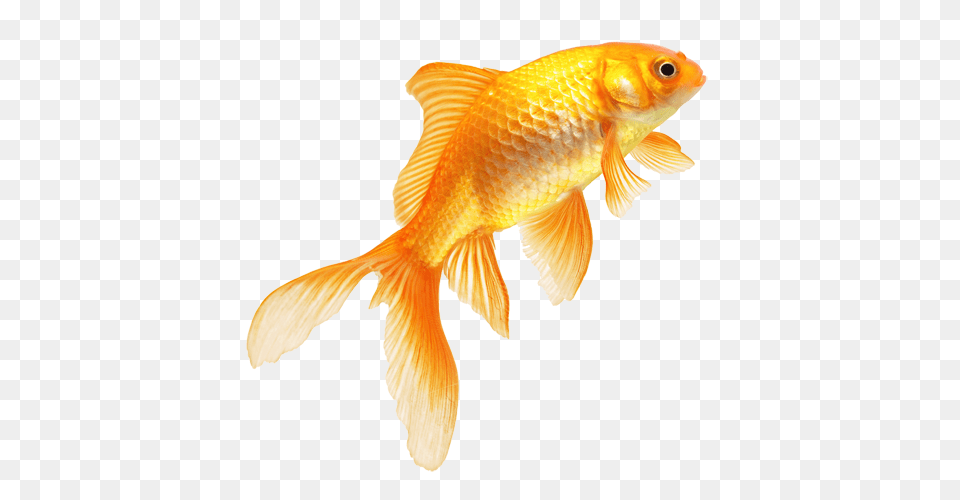 Goldfish, Animal, Fish, Sea Life Png Image