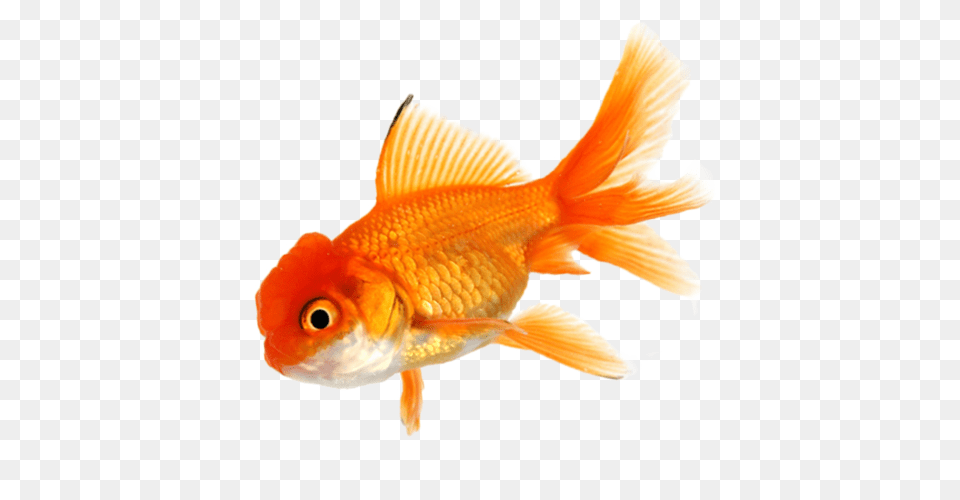 Goldfish, Animal, Fish, Sea Life Free Transparent Png