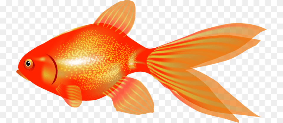 Goldfish, Animal, Fish, Sea Life, Shark Free Png