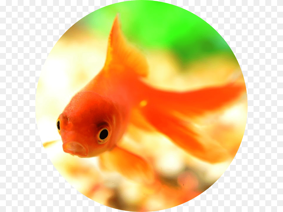 Goldfish, Animal, Sea Life, Fish Free Transparent Png