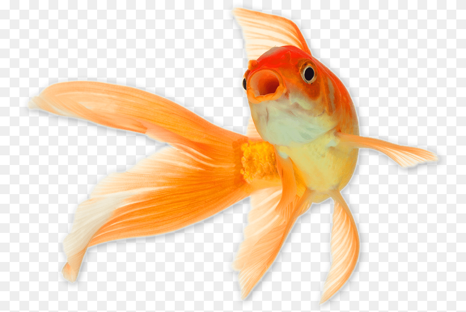 Goldfish, Animal, Fish, Sea Life Png