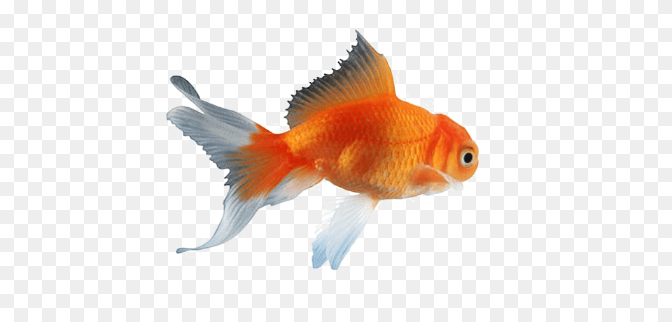 Goldfish, Animal, Fish, Sea Life Png