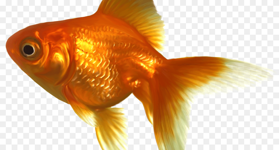 Goldfish, Animal, Fish, Sea Life Png