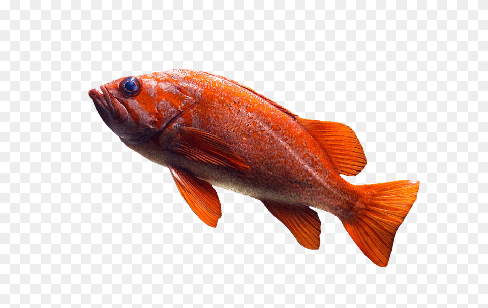Goldfish, Animal, Fish, Sea Life, Aquatic Png Image