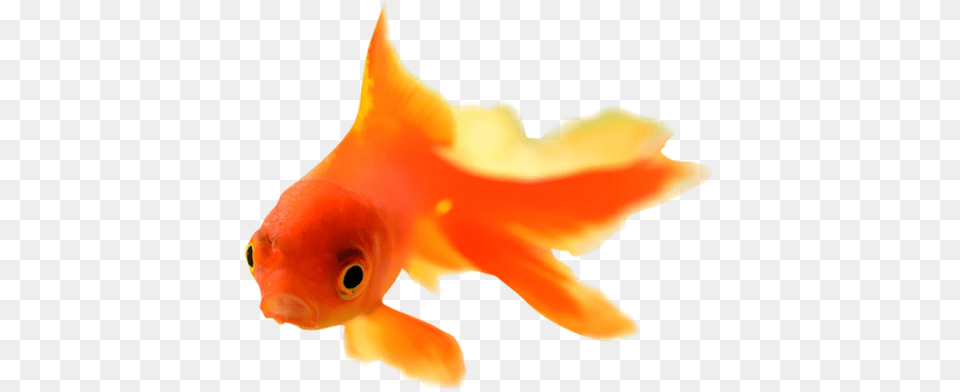 Goldfish, Animal, Fish, Sea Life Png Image