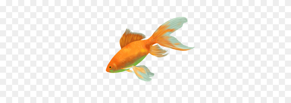 Goldfish Animal, Fish, Sea Life Png Image