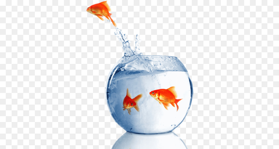 Goldfish, Animal, Fish, Sea Life Png