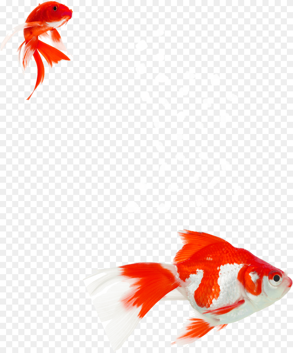 Goldfish Aquarium Aquatic Plants Koi Water Goldfish, Animal, Fish, Sea Life Png Image