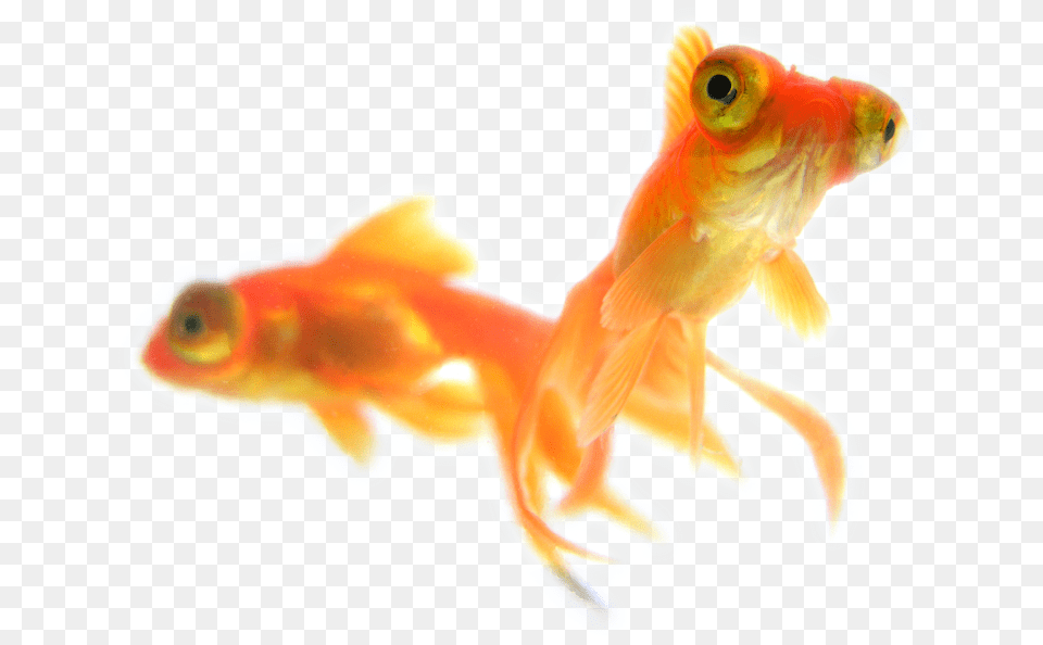 Goldfish Background Madelineu0027s Paws U0026 Claws Pet Sitting Gold Fish, Animal, Sea Life Free Png