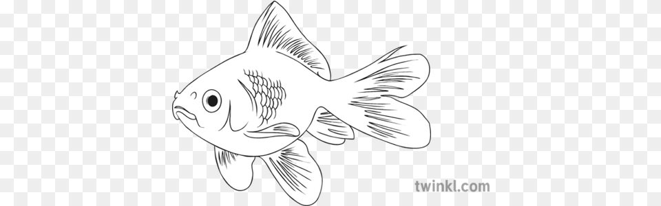 Goldfish Black And White 3 Illustration Twinkl Goldfish Black And White, Animal, Fish, Sea Life Png Image