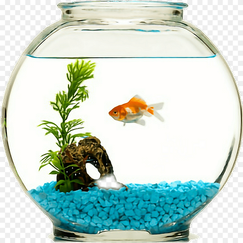 Goldfish Bowl Fish In A Bowl, Animal, Aquarium, Sea Life, Water Free Png Download