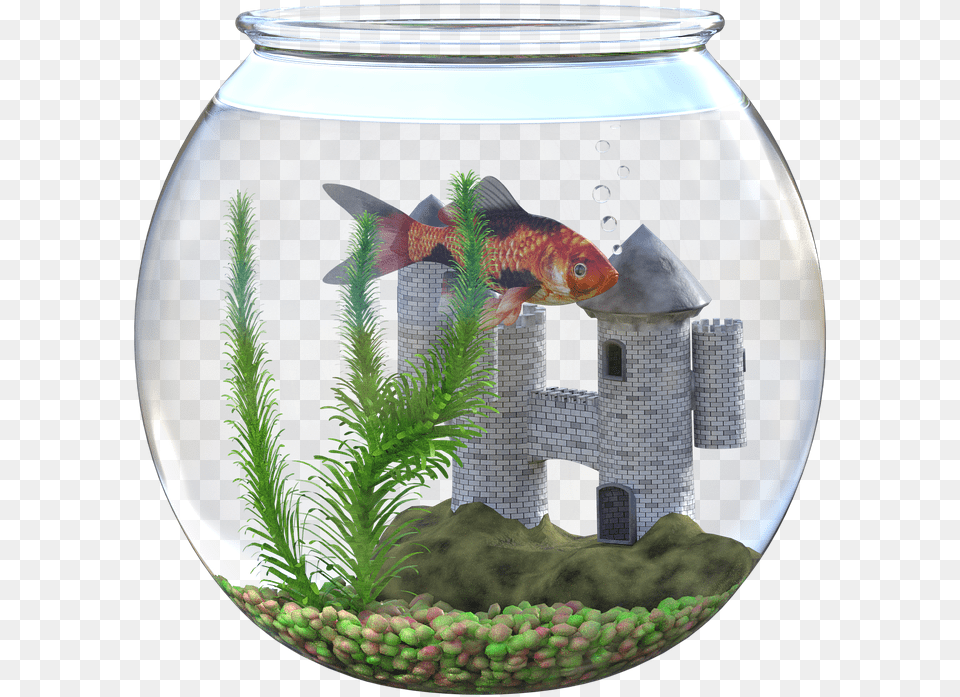 Goldfish Bowl Water Free On Pixabay Goldfish Bowl Castle, Animal, Aquarium, Fish, Sea Life Png Image