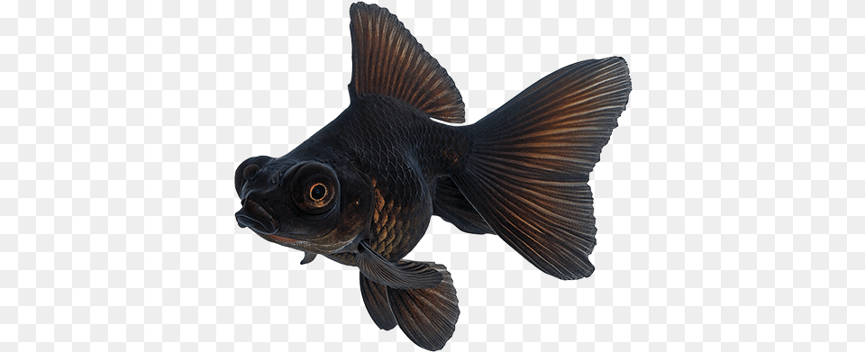 Goldfish Care Sheet Black Moor Gold Fish, Animal, Sea Life Png Image