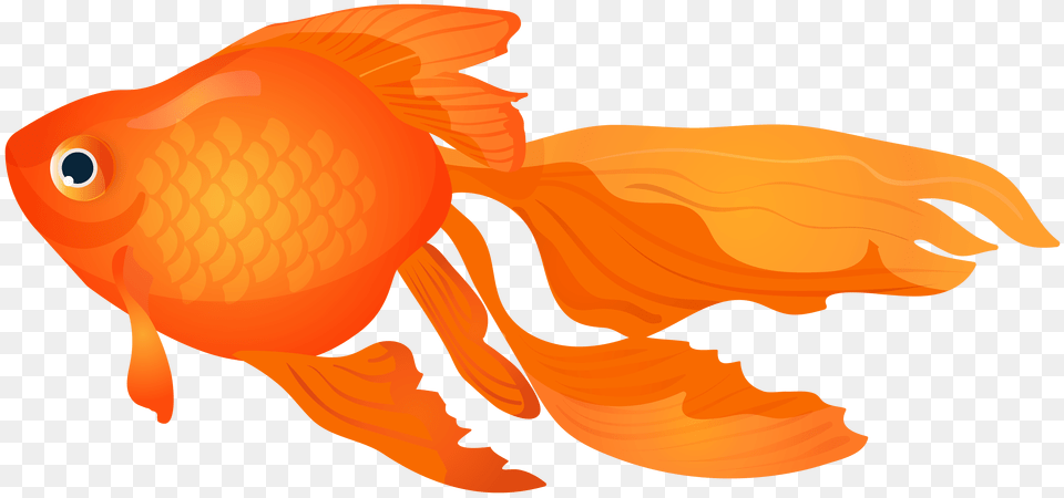 Goldfish Clip Art, Animal, Fish, Sea Life, Person Png Image