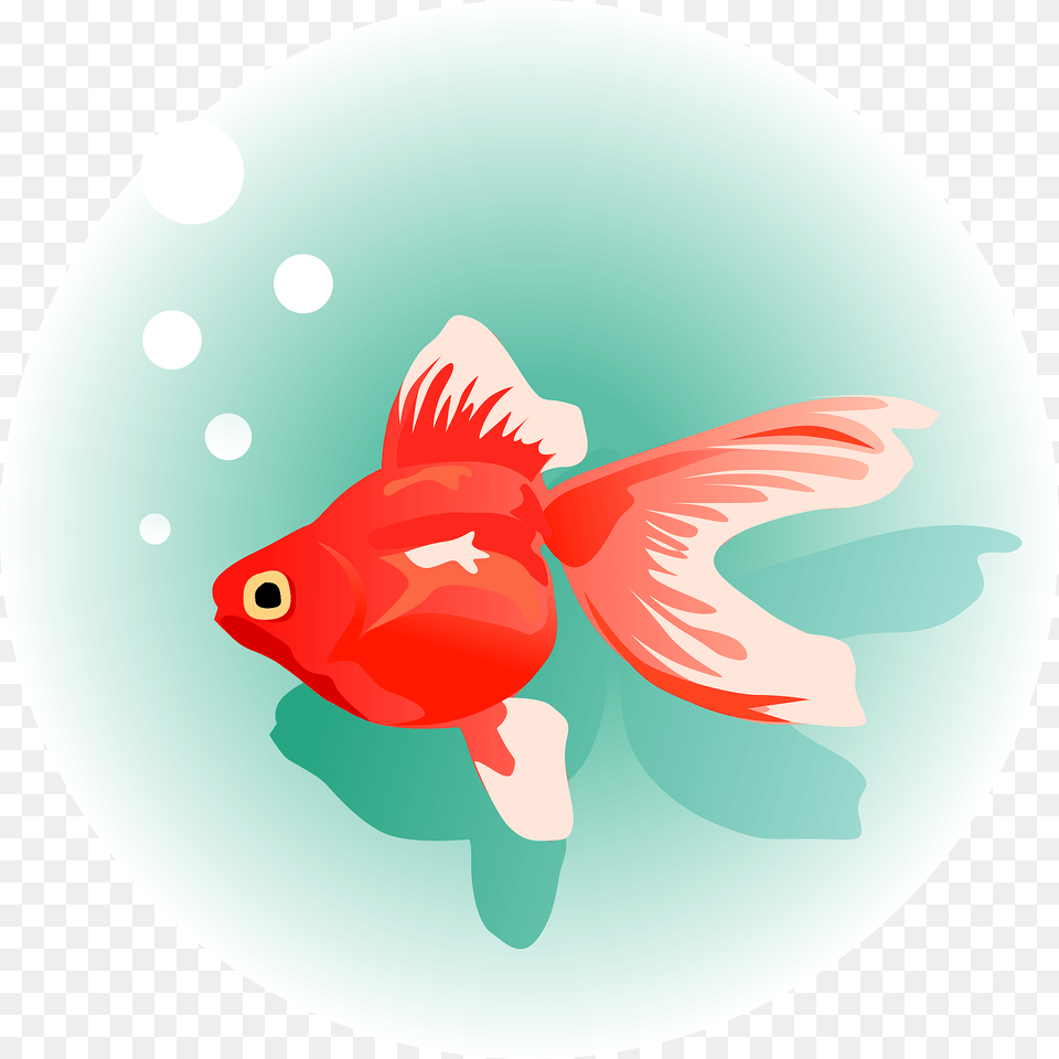 Goldfish Clipart, Animal, Fish, Sea Life, Disk Free Png