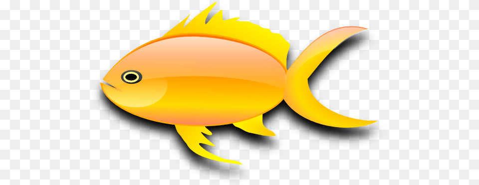 Goldfish Clipart, Animal, Sea Life, Fish, Clothing Png