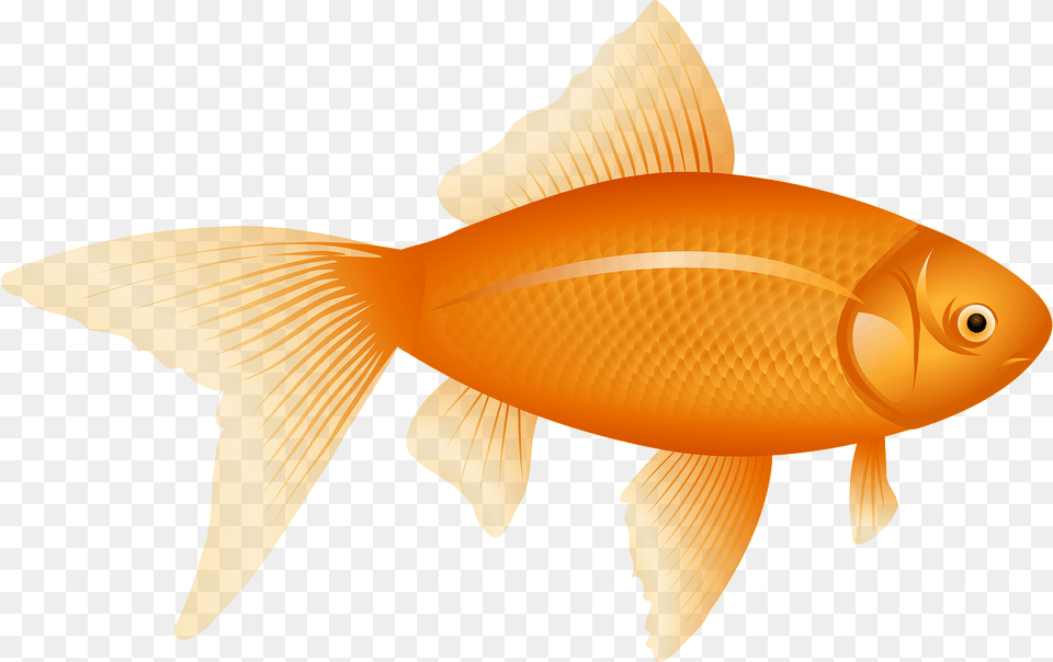 Goldfish Clipart, Animal, Fish, Sea Life, Shark Free Png Download