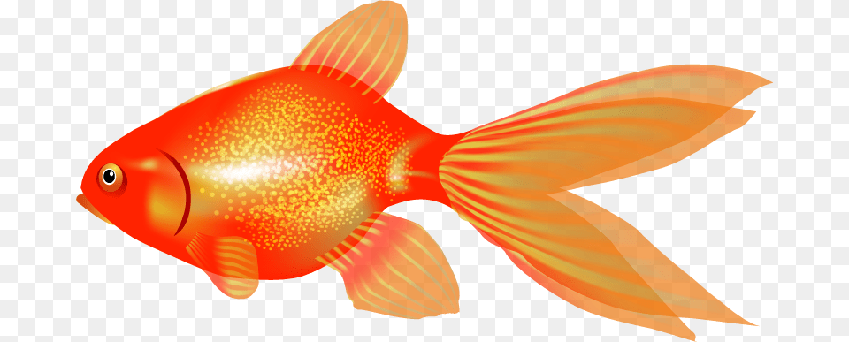 Goldfish Clipart, Animal, Fish, Sea Life, Shark Free Transparent Png