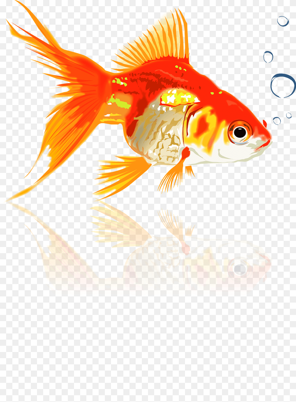 Goldfish Clipart, Animal, Fish, Sea Life Free Png