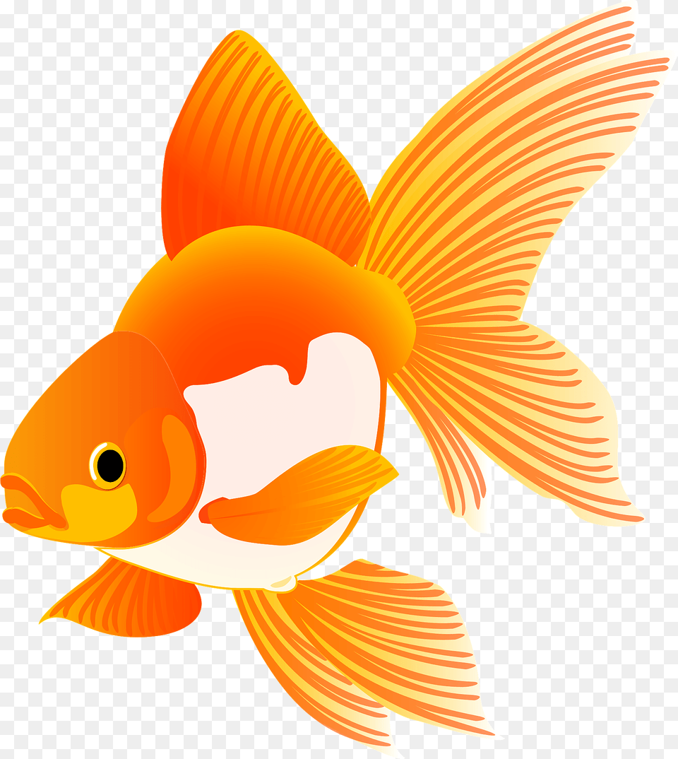 Goldfish Clipart, Animal, Fish, Sea Life, Shark Free Png Download