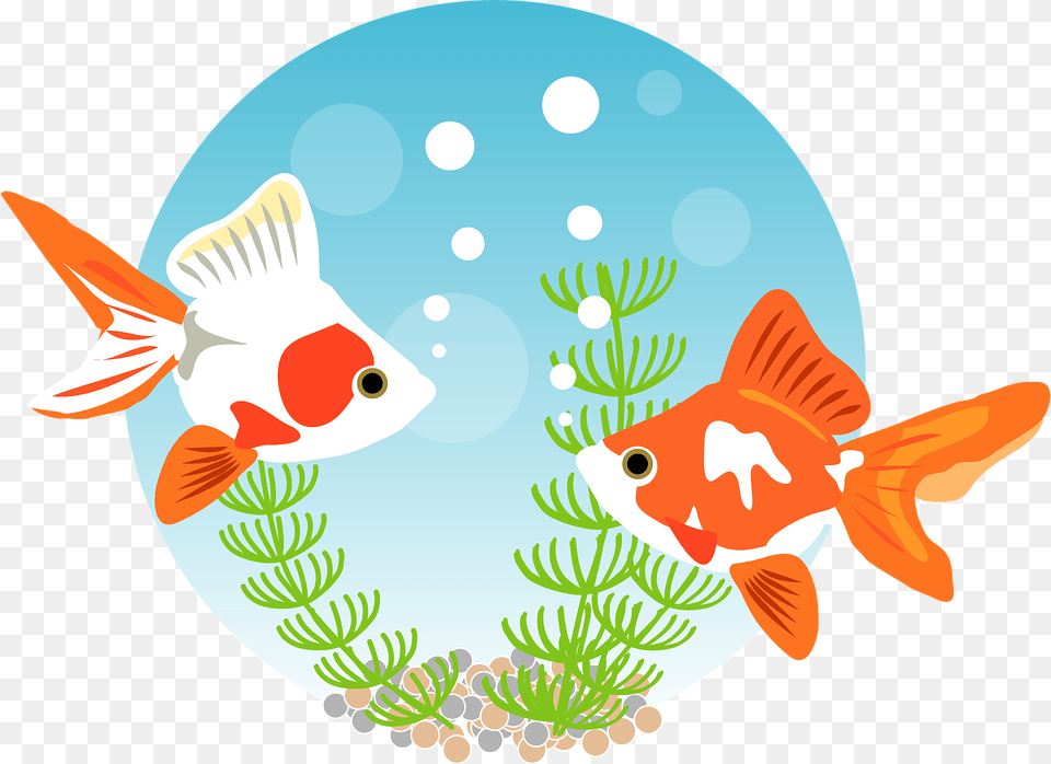 Goldfish Clipart, Animal, Sea Life, Fish, Shark Free Transparent Png