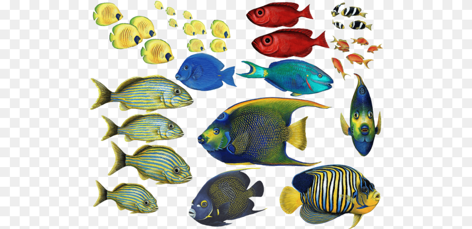 Goldfish Clipart Coral Reef Fish Beautiful Tropical Fish, Angelfish, Animal, Sea Life Free Png Download