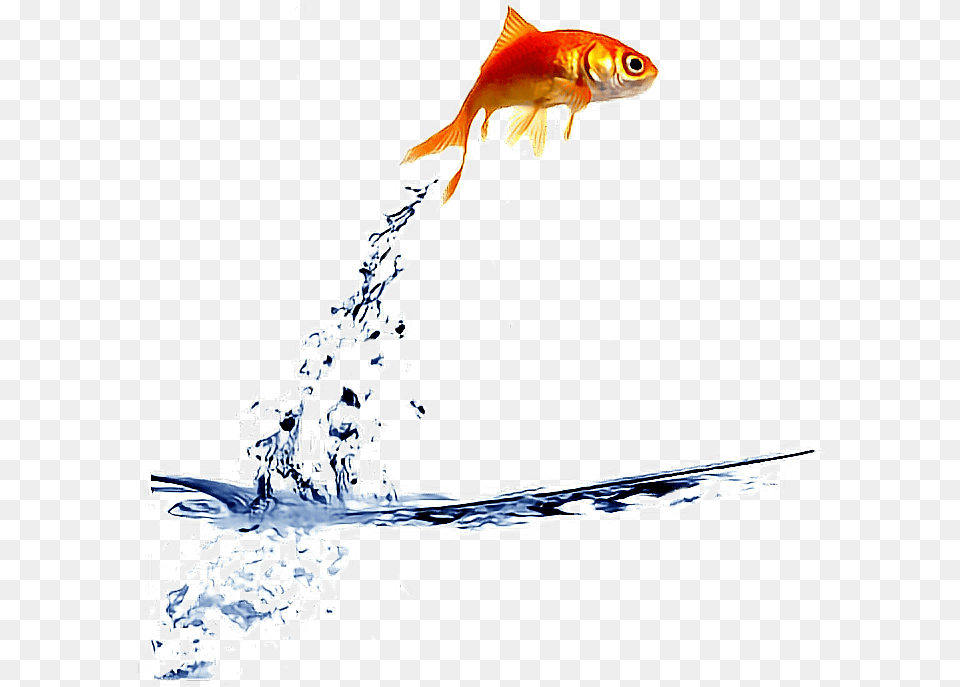 Goldfish Clipart Gold Fish Fish Jumping Out Of Water, Animal, Sea Life Free Transparent Png