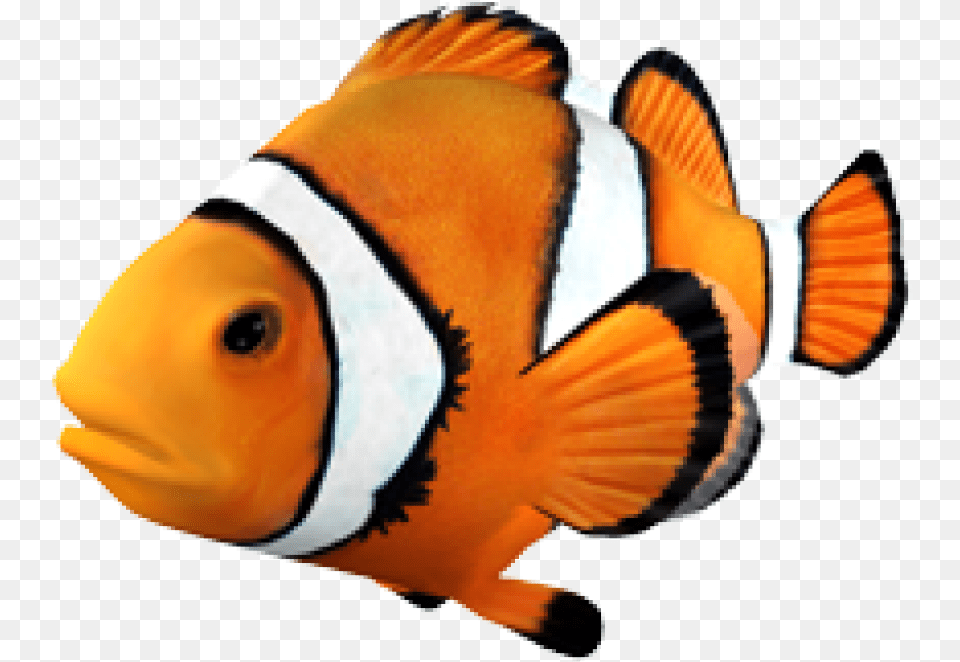 Goldfish Clownfish Angelfish Tropical Fish Clown Fish Transparent Background, Amphiprion, Animal, Sea Life, Shark Free Png Download