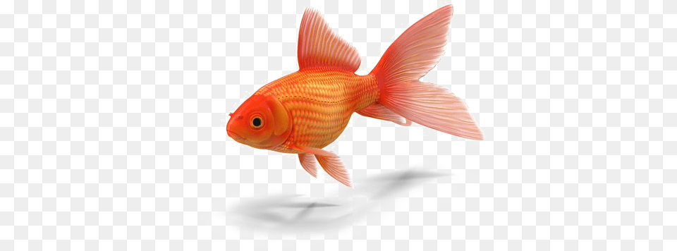 Goldfish Colorful Small Fish, Animal, Sea Life Free Png Download
