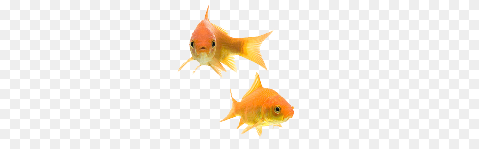 Goldfish Couple, Animal, Fish, Sea Life Free Png Download