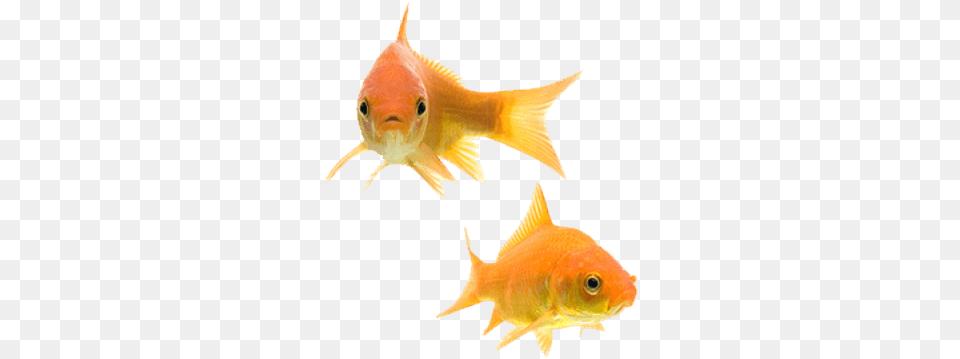 Goldfish Couple Background Gold Fish, Animal, Sea Life Free Transparent Png