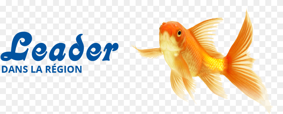 Goldfish Download, Animal, Fish, Sea Life Png