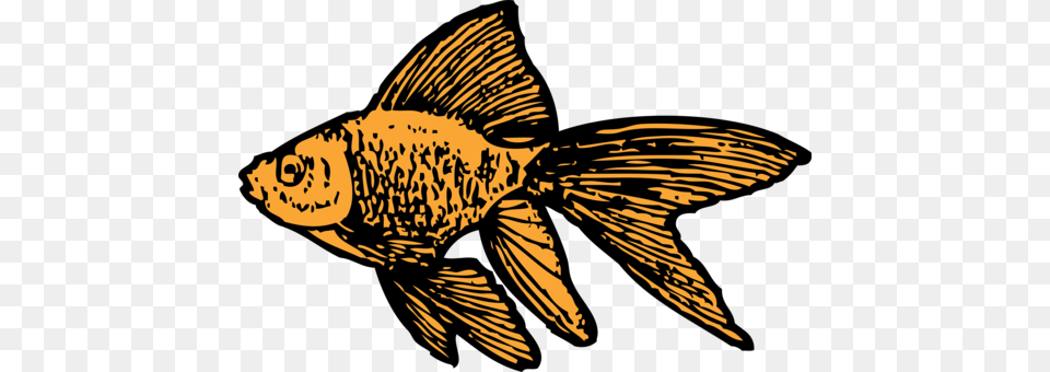 Goldfish Ornamental Fish Drawing Goldfish Clip Art, Animal, Sea Life, Person, Face Free Png Download