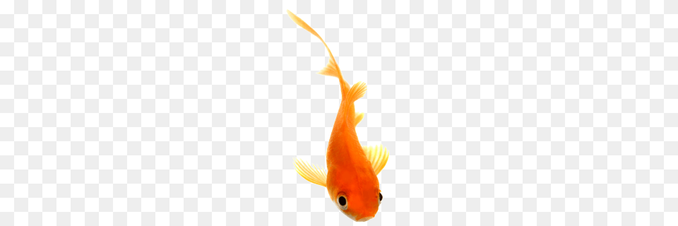Goldfish Fish Beautiful Fish, Animal, Sea Life Free Png