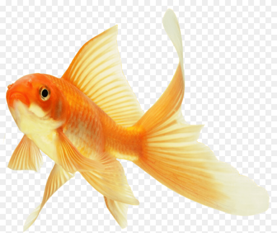 Goldfish Fish Gold Transparent, Animal, Sea Life Png