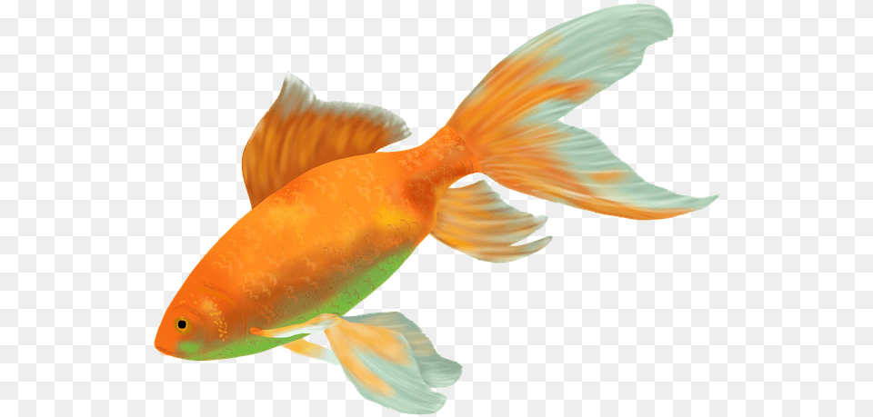 Goldfish Fish Gold Water Cichlid Animal Fauna Ikan Hias Air Tawar Terindah, Sea Life Png Image