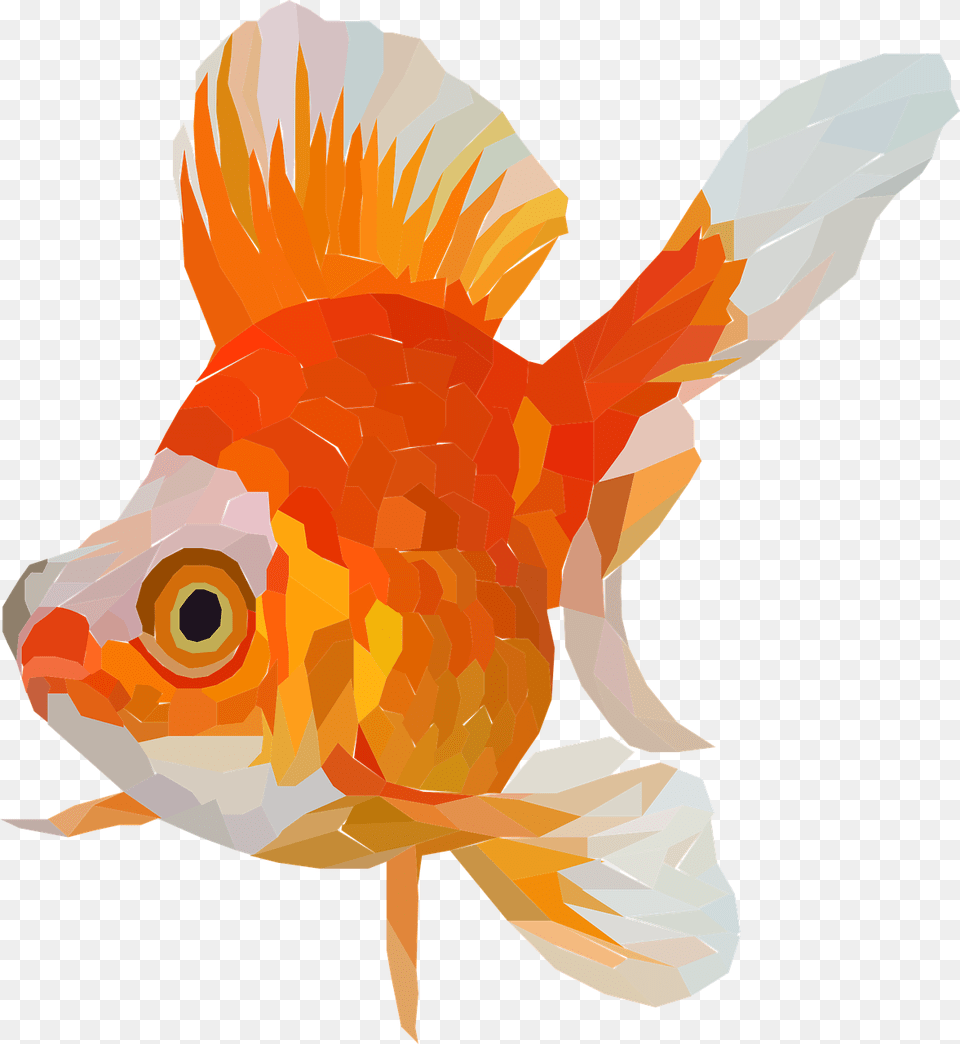 Goldfish Fish Tail Animal Vector Graphic On Pixabay Ikan Mas Koki Vektor, Sea Life, Shark Free Png Download