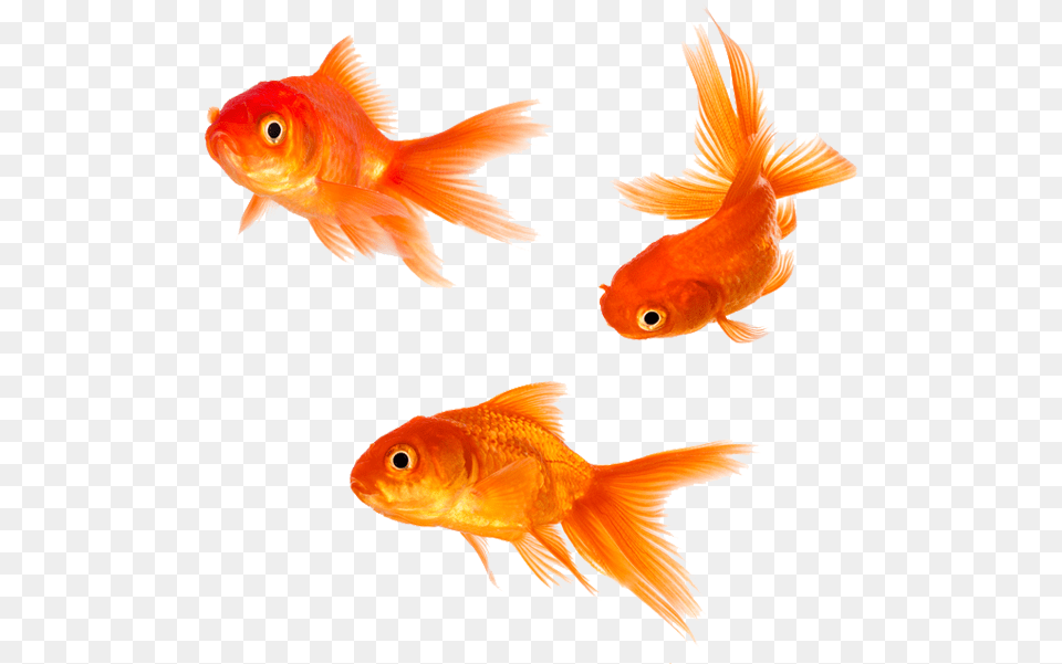 Goldfish Free Background Transparent Background Gold Fish, Animal, Sea Life Png Image