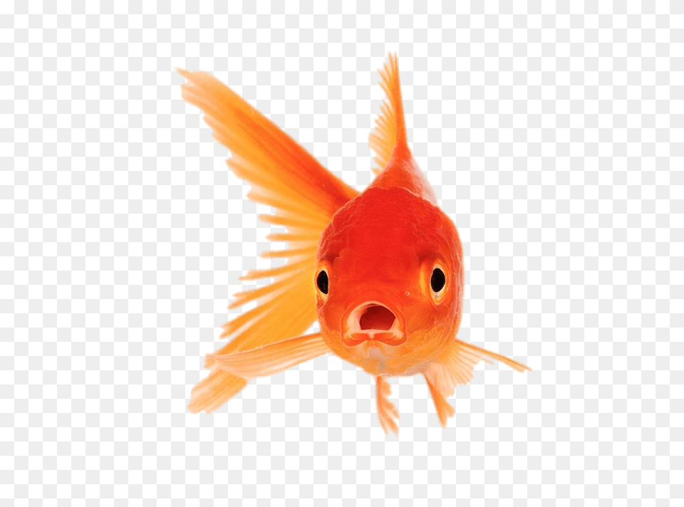 Goldfish Front View, Animal, Fish, Sea Life Png Image