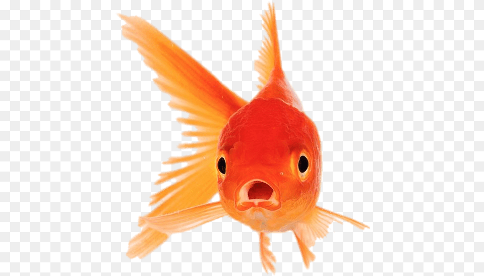 Goldfish Front View Goldfish With Mouth Open, Animal, Fish, Sea Life Free Png
