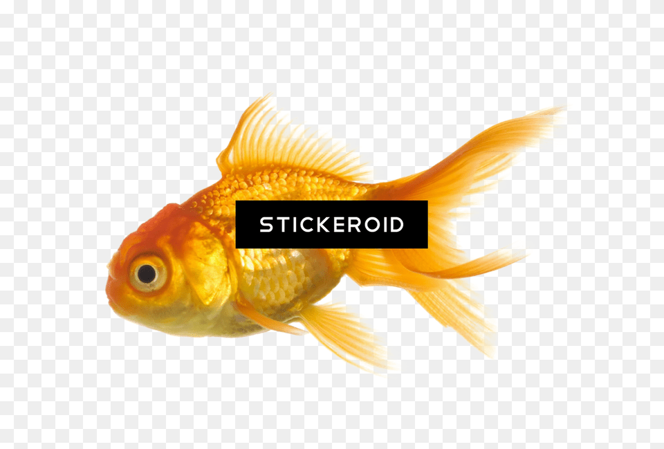 Goldfish Goldfish, Animal, Fish, Sea Life Png
