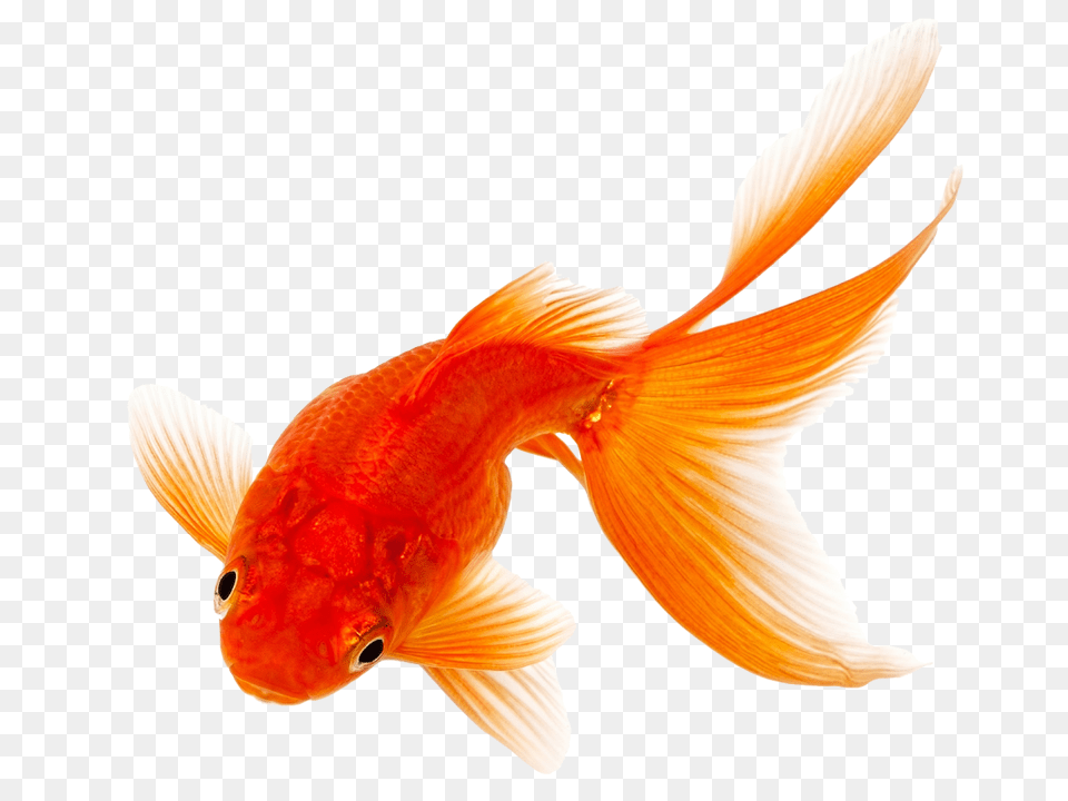 Goldfish Image Download, Animal, Fish, Sea Life Free Transparent Png