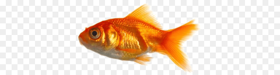 Goldfish Image Real Fish, Animal, Sea Life Free Png Download
