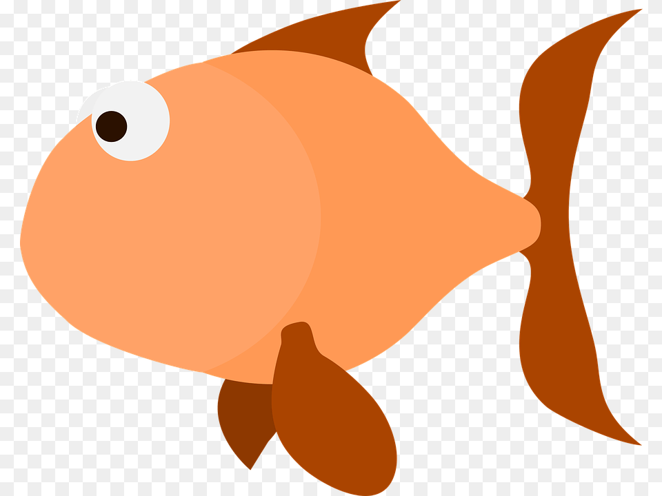 Goldfish Images, Animal, Sea Life, Fish, Shark Free Png