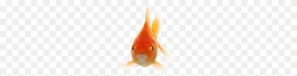 Goldfish Images, Animal, Fish, Sea Life Free Transparent Png