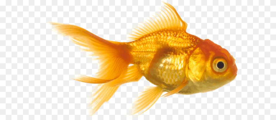 Goldfish Images Transparent Aquarium Fish, Animal, Sea Life Free Png Download